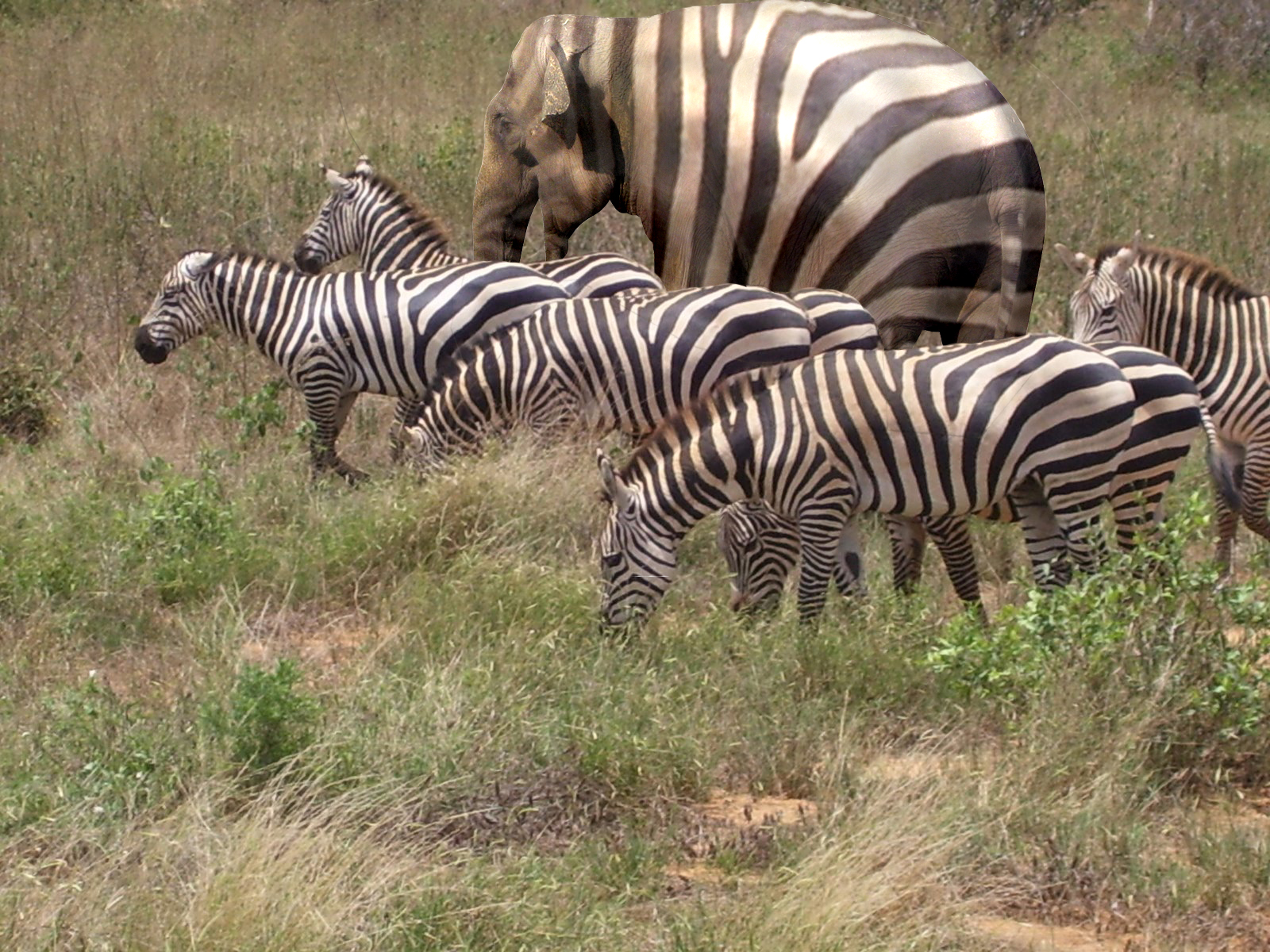 Diseño de Photoshop por Varney para DesignCrowd (Community Contests) | Diseño #8979606