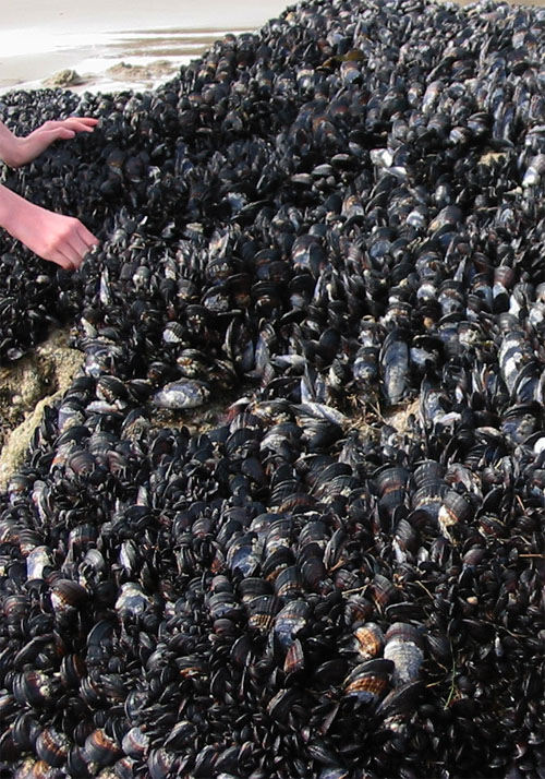 Fotografía por ClickChick para DesignCrowd (Community Contests) | Diseño #8974448