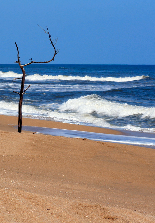 Photography by Viciousvixievenus for DesignCrowd (Community Contests) | Design #8974444