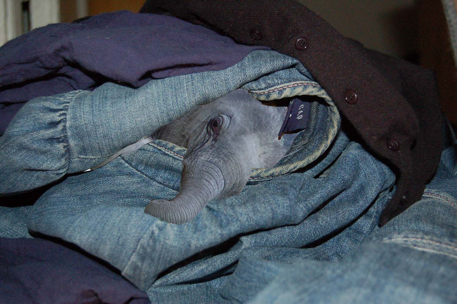 Design Photoshop par sadhnasharma pour DesignCrowd (Community Contests) | Design #8979767