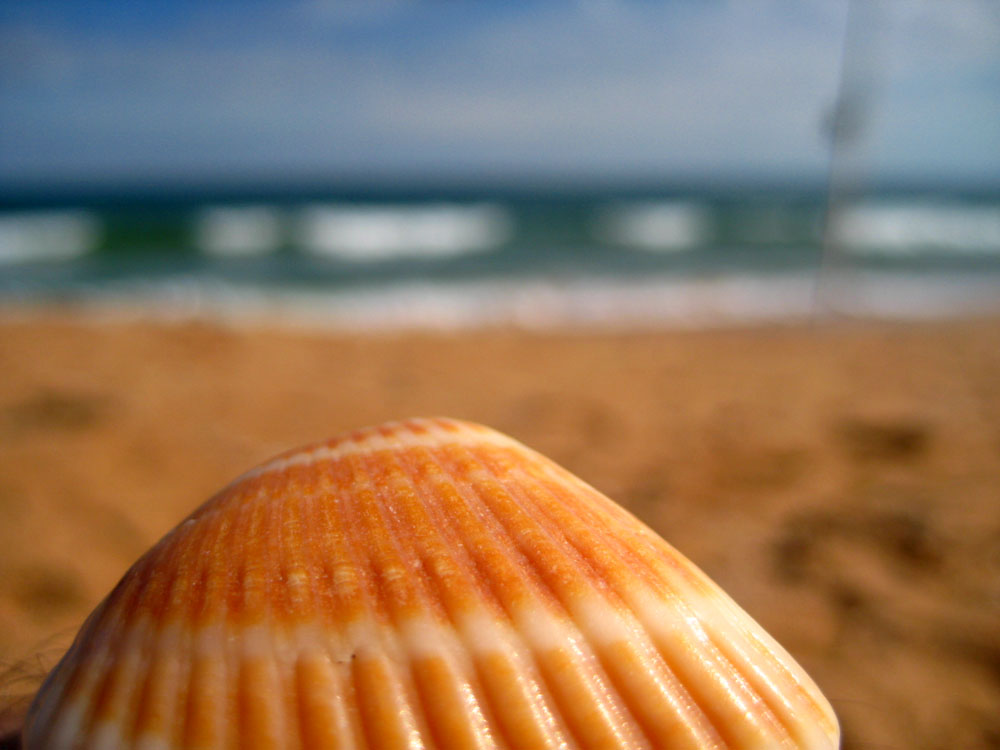 Fotografie von hollistereagle8 für DesignCrowd (Community Contests) | Design #8974453