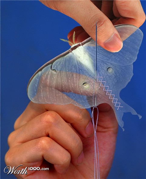 Photoshop Design by luise1