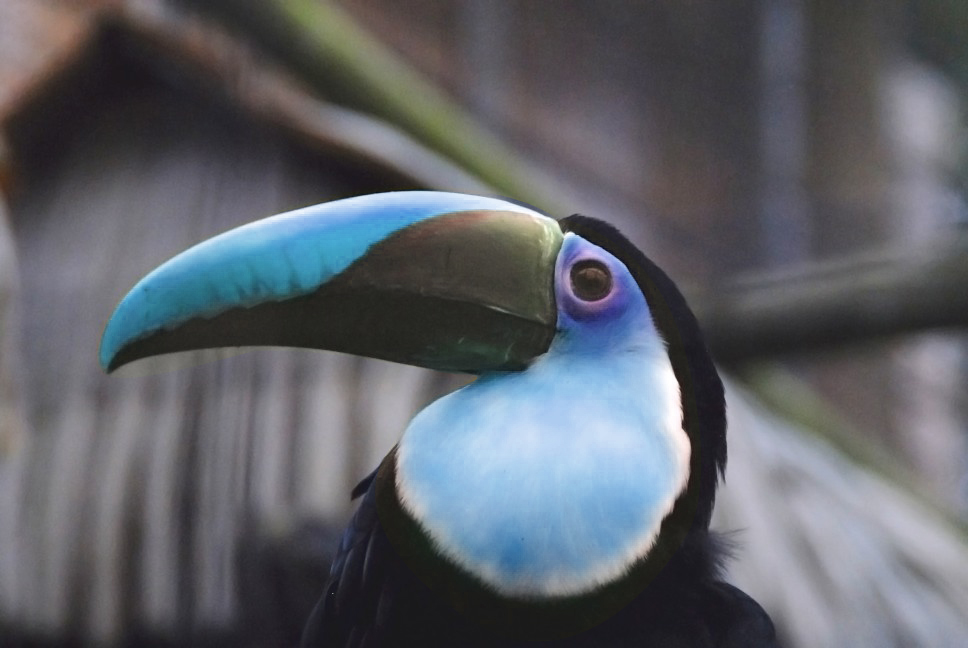 Photoshop Design by chrisulloa for DesignCrowd (Community Contests) | Design #8975293