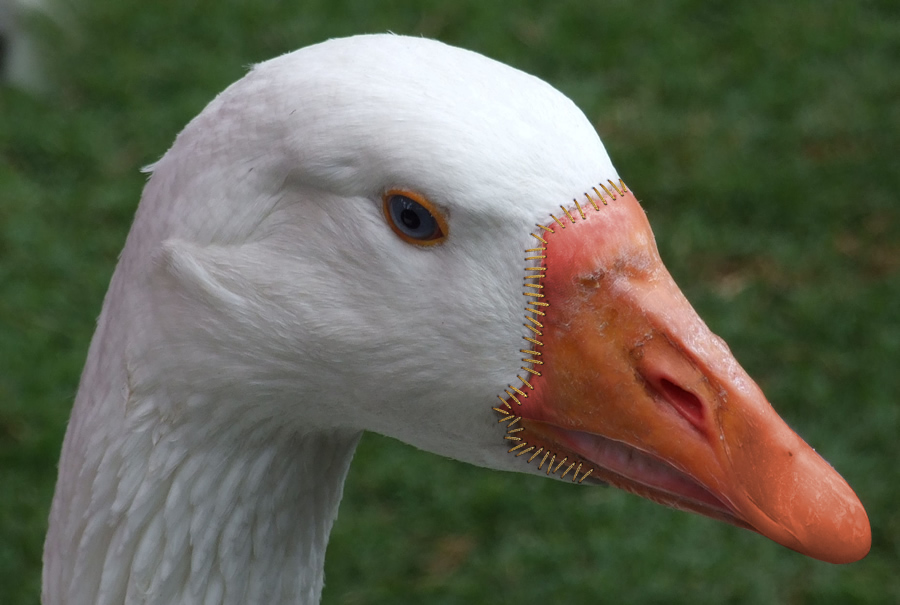 Photoshop Design by tdubic for DesignCrowd (Community Contests) | Design #8972488