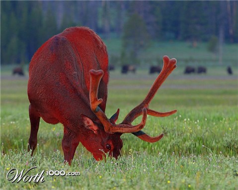 Photoshop Design by shelbyzman