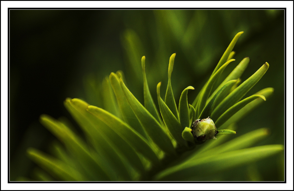 Fotografía por kimbomac para DesignCrowd (Community Contests) | Diseño #8974785