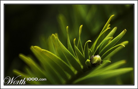 Photography by kimbomac