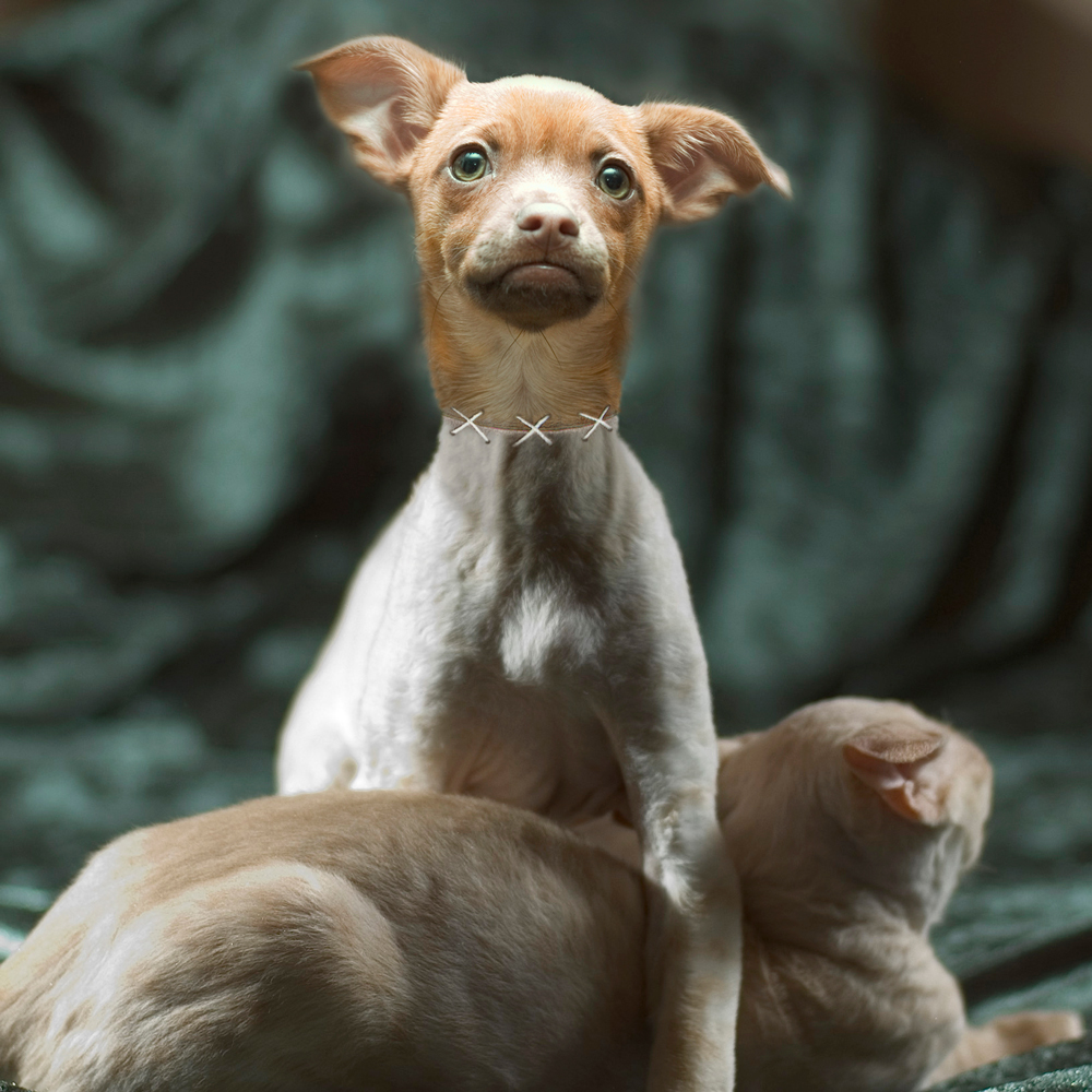 Photoshop Design by Biddee for DesignCrowd (Community Contests) | Design #8972616