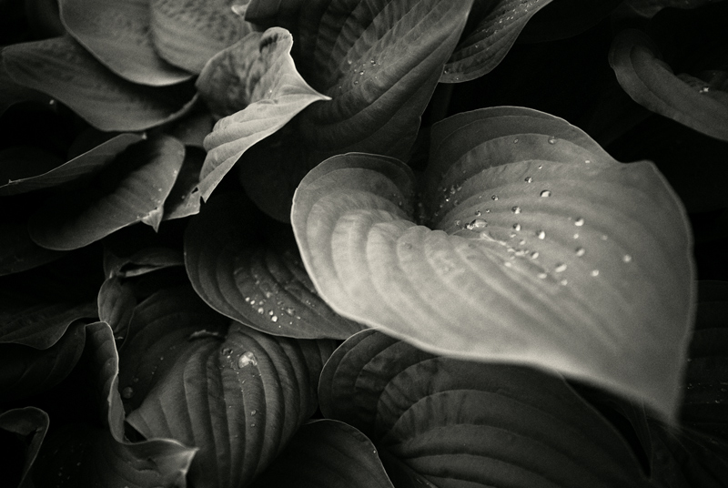 Fotografía por silversprej para DesignCrowd (Community Contests) | Diseño #8972726