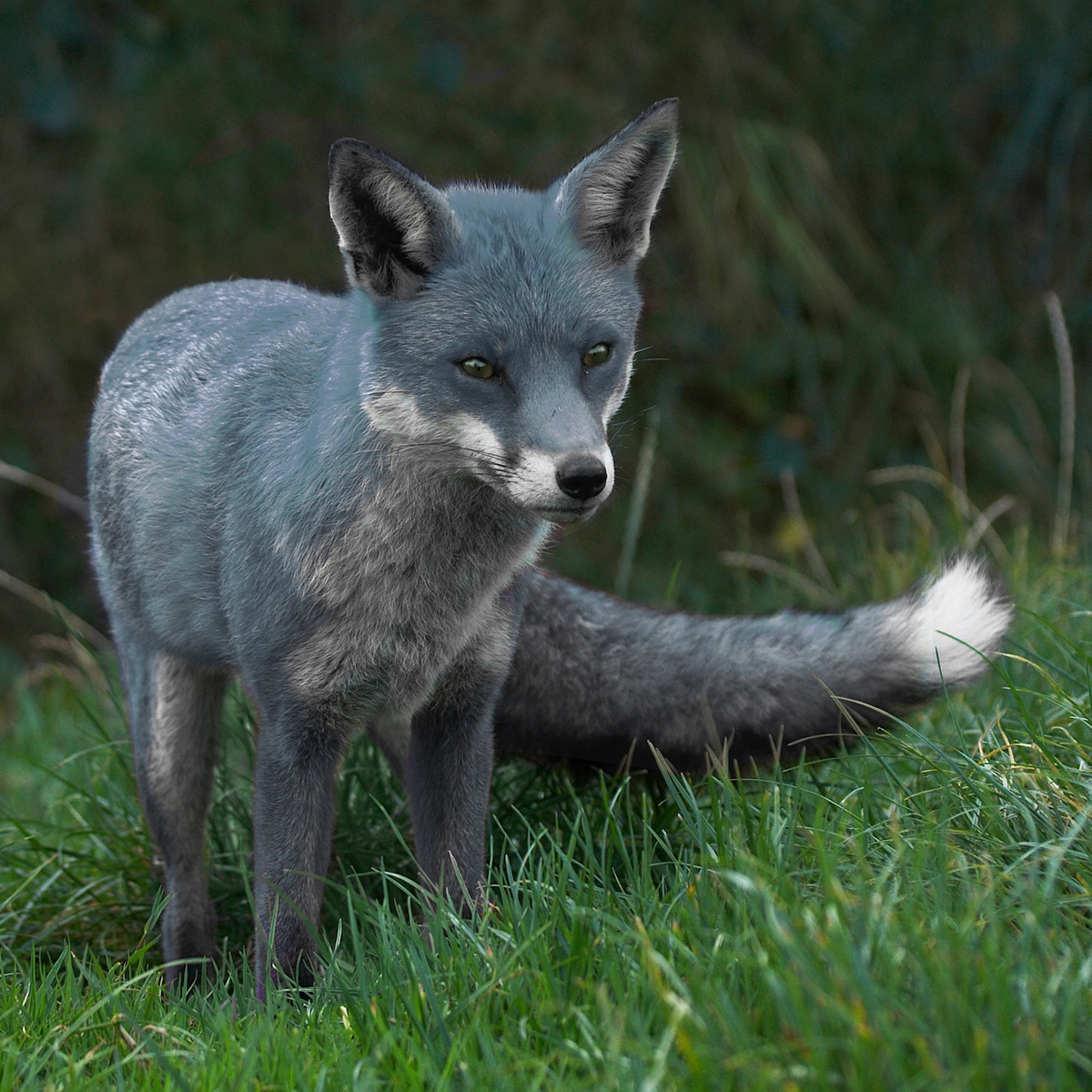 Photoshop-Design von RavenNight für DesignCrowd (Community Contests) | Design #8975431