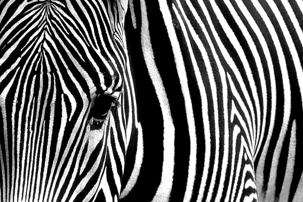 Photographie par Tyssen pour DesignCrowd (Community Contests) | Design #8972748