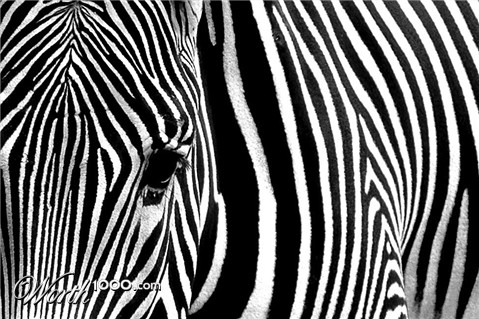 Photography by Tyssen