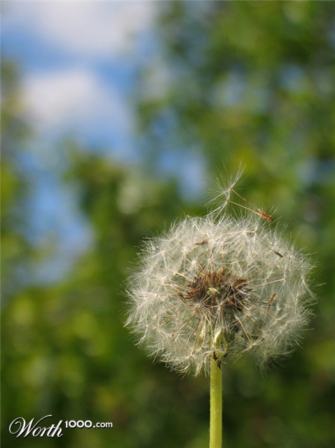 Photography by bilirubin