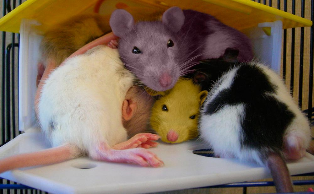 Photoshop Design by carpenter940 for DesignCrowd (Community Contests) | Design #8975790