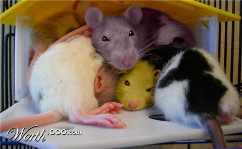 Photoshop Design by carpenter940