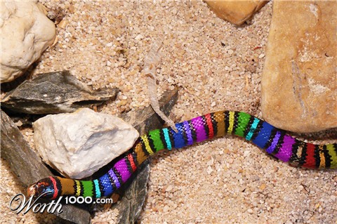 Photoshop Design by WorthyNick