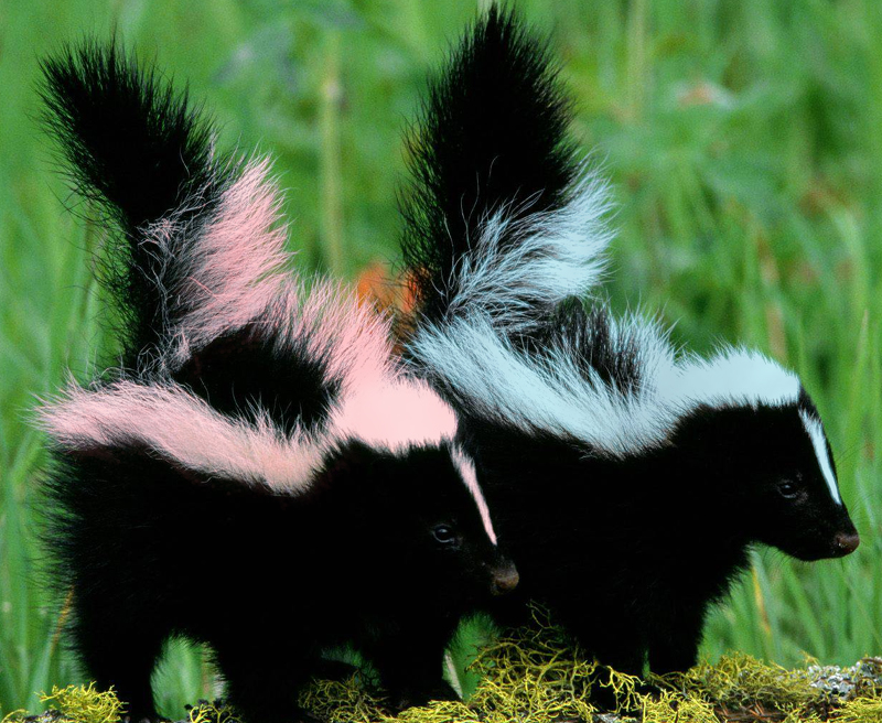 Photoshop Design by ConnieB for DesignCrowd (Community Contests) | Design #8975999