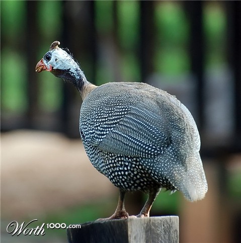 Photography by ADROALDO