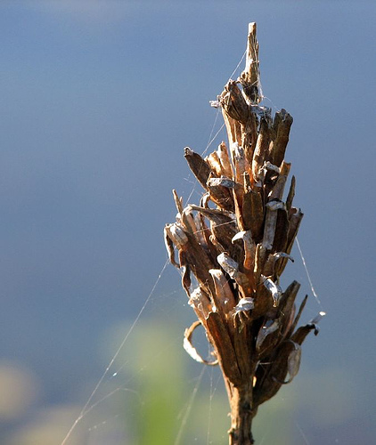 Fotografie von rocky0009 für DesignCrowd (Community Contests) | Design #8974244