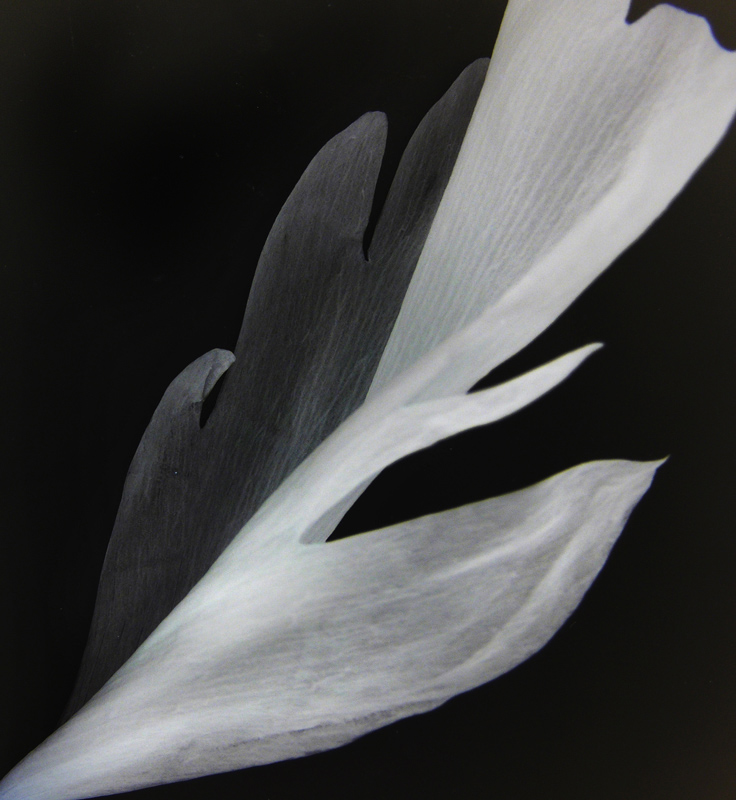 Fotografie von Feature für DesignCrowd (Community Contests) | Design #8972211