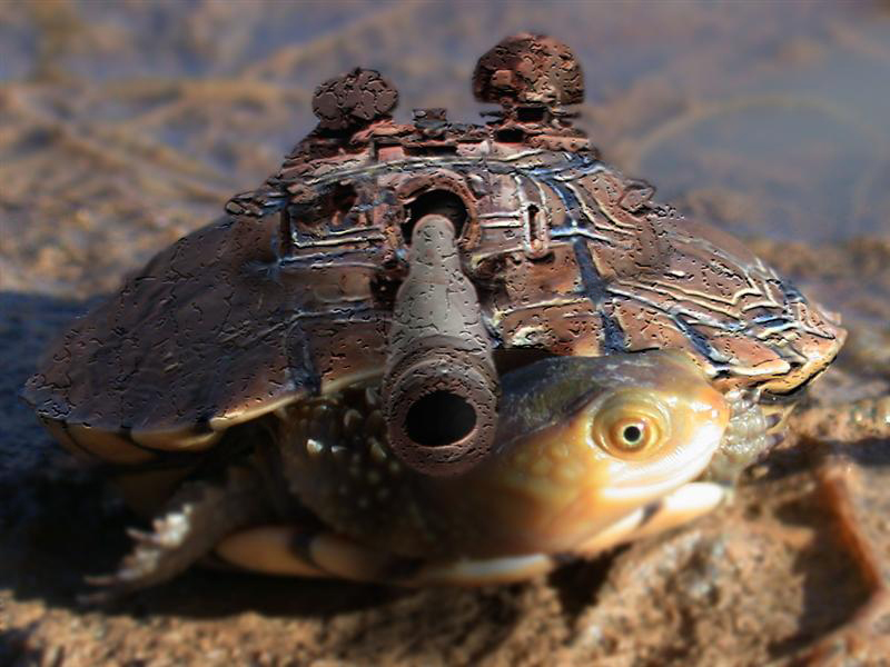 Photoshop Design by hailhailspitndrool for DesignCrowd (Community Contests) | Design #8977506