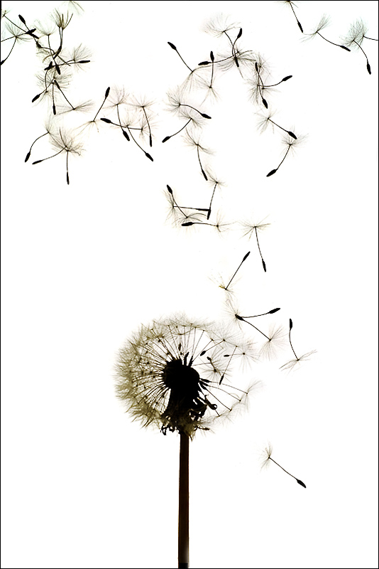 Fotografie von Marian für DesignCrowd (Community Contests) | Design #8972189