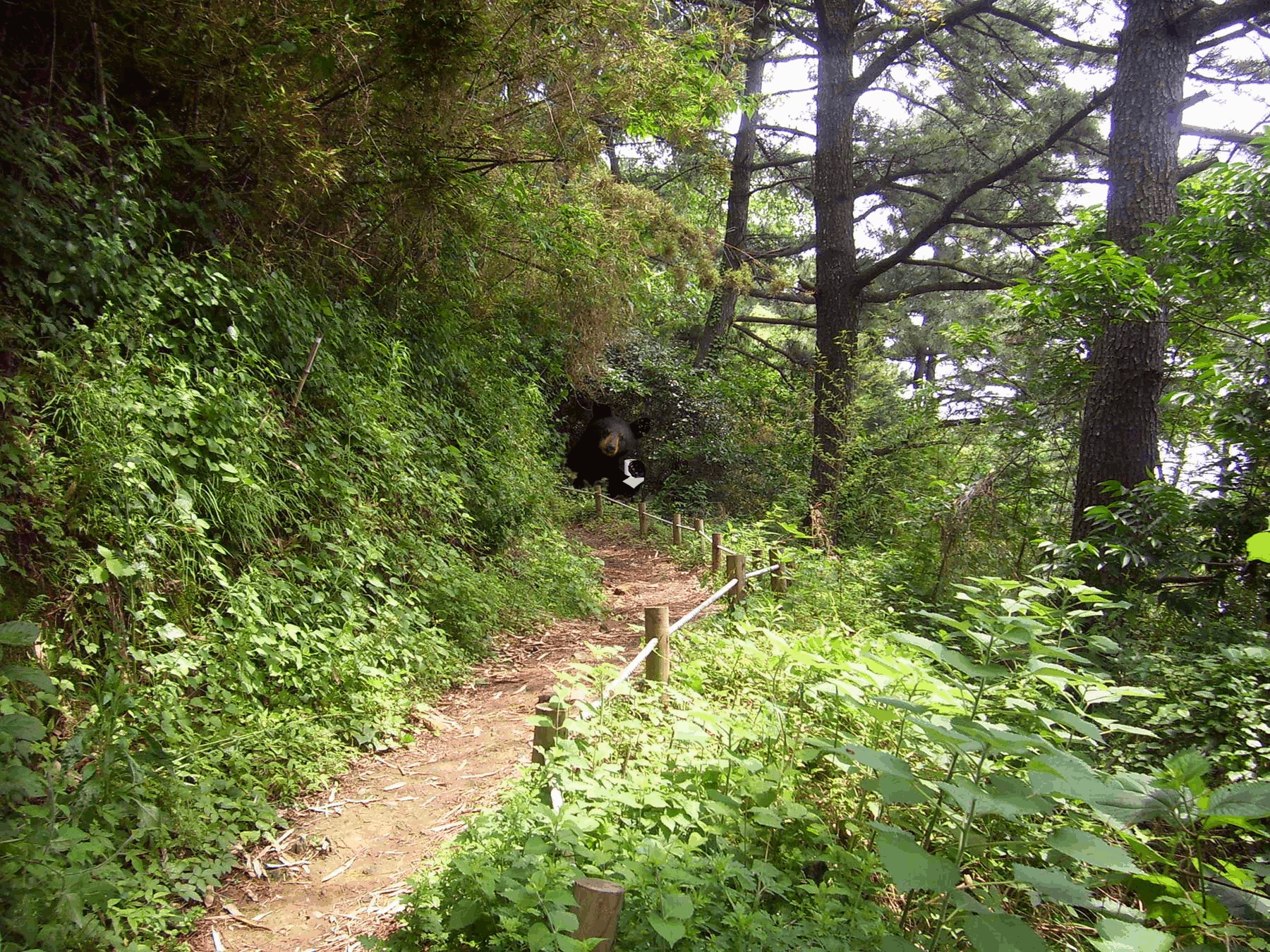 Diseño de Photoshop por storyteacher2002 para DesignCrowd (Community Contests) | Diseño #8972501