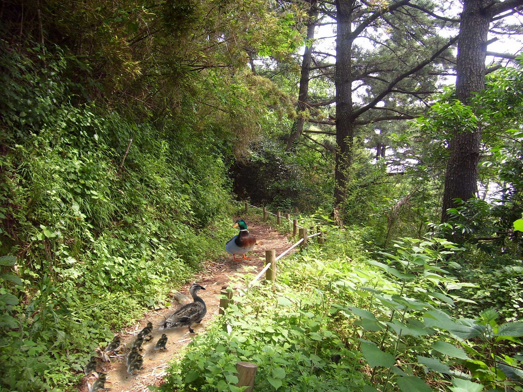 Photoshop-Design von ferretsgames für DesignCrowd (Community Contests) | Design #8972659