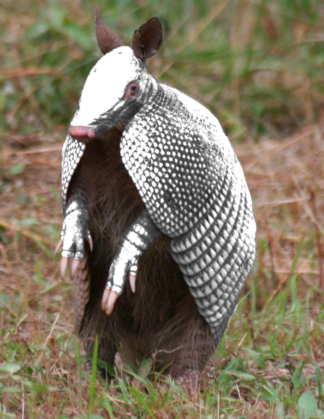 Photoshop-Design von samroberts für DesignCrowd (Community Contests) | Design #8977610