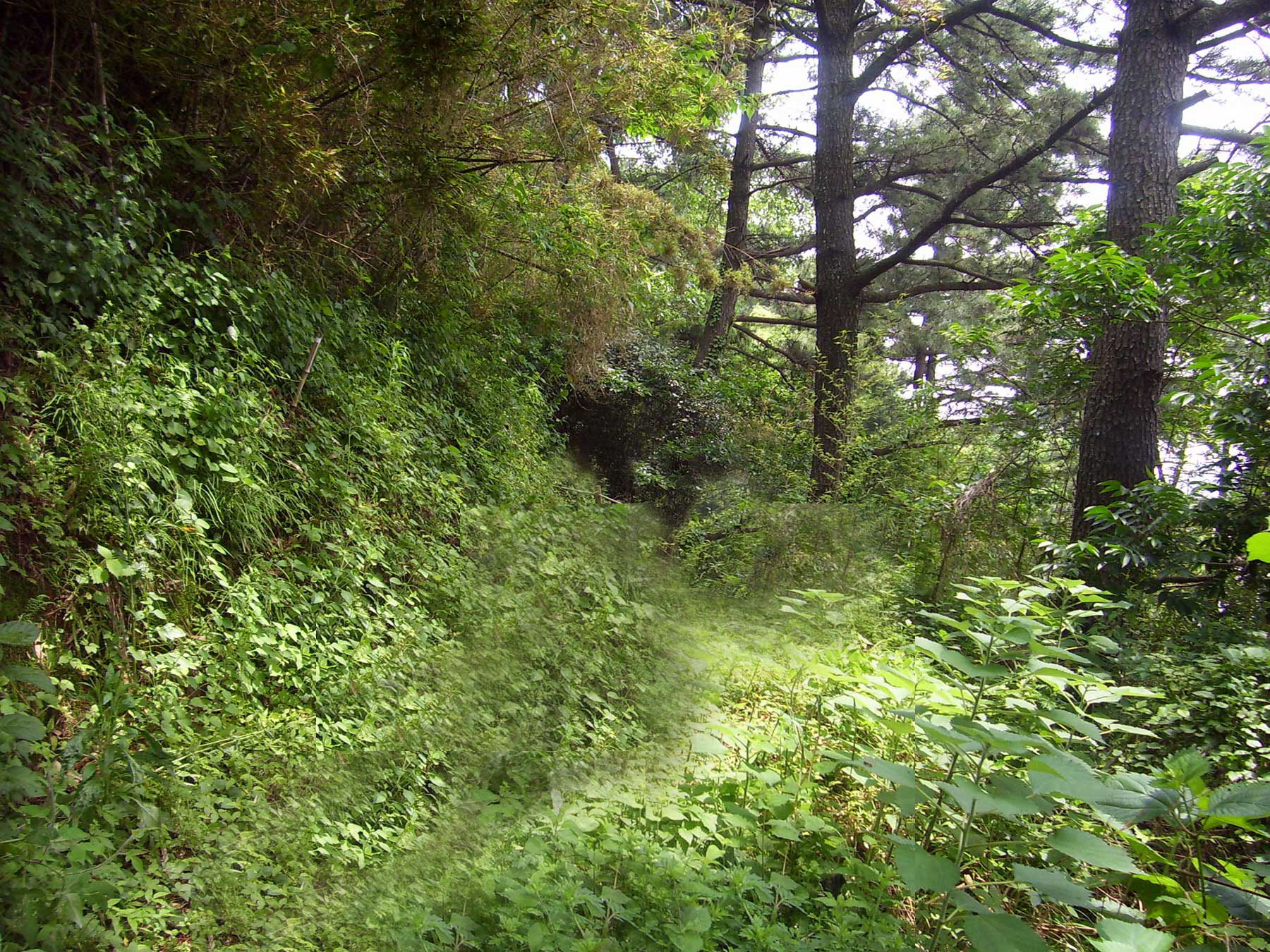 Photoshop Design by taniamindi for DesignCrowd (Community Contests) | Design #8972678