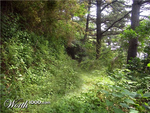 Photoshop Design by taniamindi