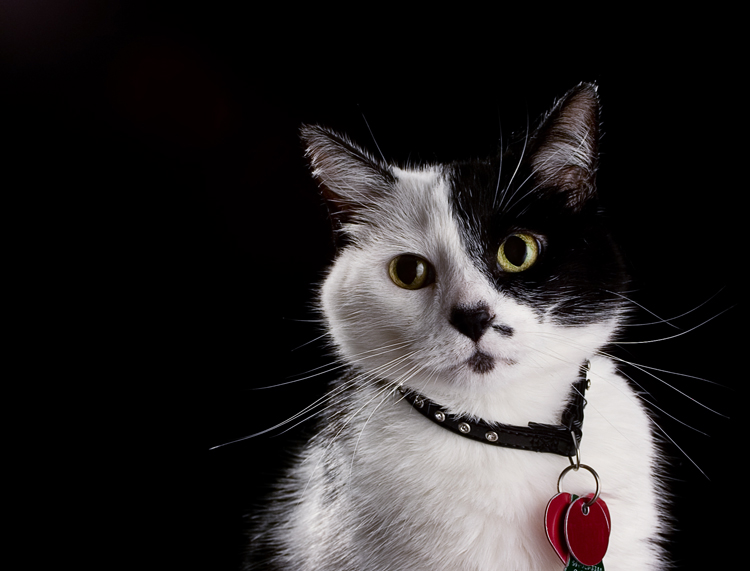 Photography by burns529 for DesignCrowd (Community Contests) | Design #8972203