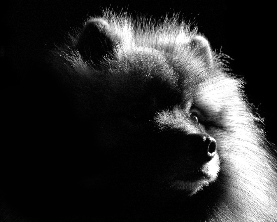 Photography by Tyssen for DesignCrowd (Community Contests) | Design #8974352