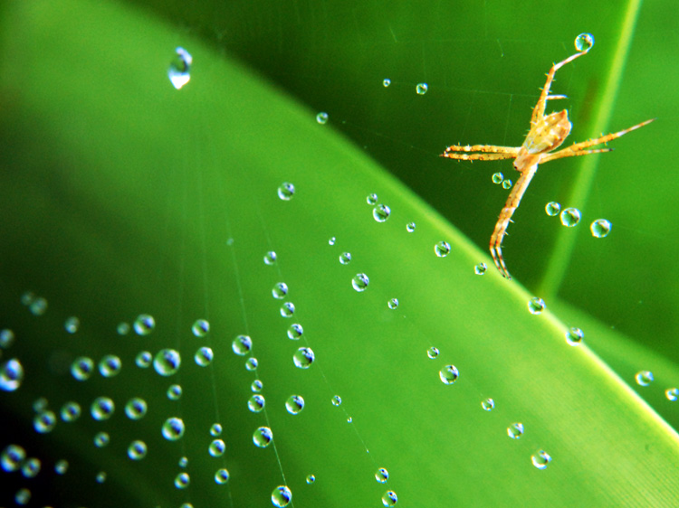 Fotografía por resouzaesouza para DesignCrowd (Community Contests) | Diseño #8968475