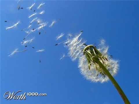 Photography by Linzlou7