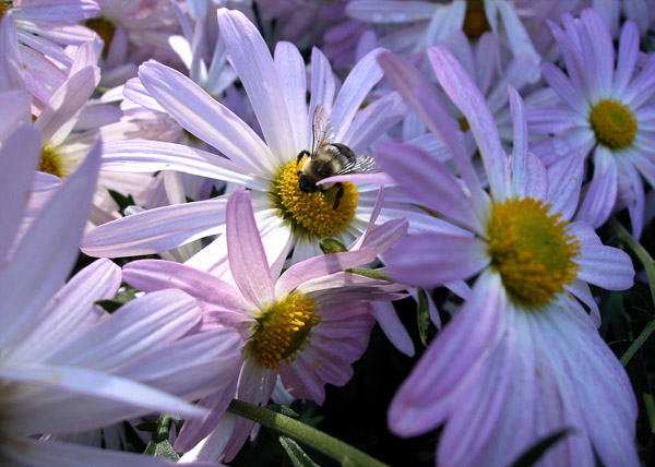 Photographie par Safekeeper pour DesignCrowd (Community Contests) | Design #8968504