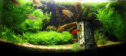 Photoshop-Design von torpeedo008 für DesignCrowd (Community Contests) | Design #8970653