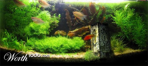 Photoshop Design by torpeedo008