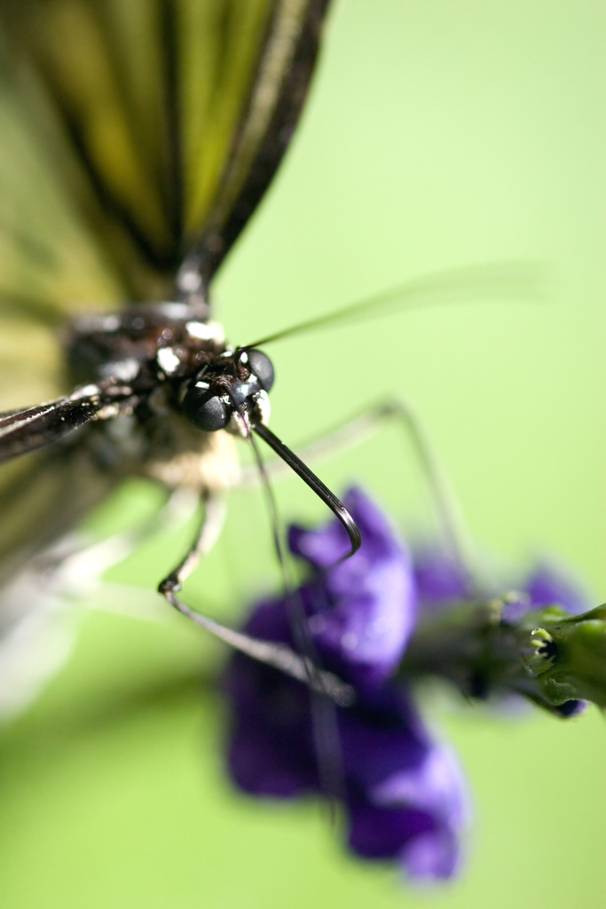 Photographie par jiwasz pour DesignCrowd (Community Contests) | Design #8968486