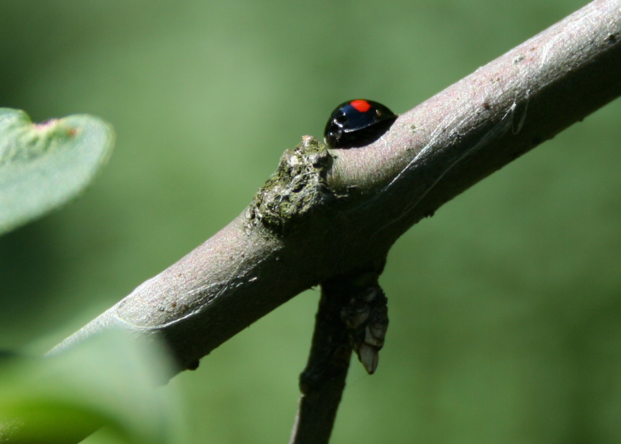 Fotografie von brakwaater für DesignCrowd (Community Contests) | Design #8968610