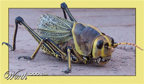 Photography by haraldh