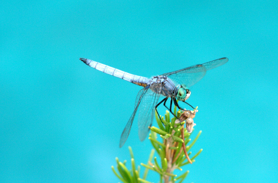 Fotografía por ljvgtj para DesignCrowd (Community Contests) | Diseño #8968580