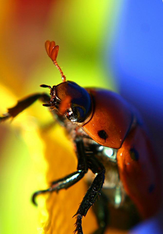 Photography by starshimmer for DesignCrowd (Community Contests) | Design #8968603