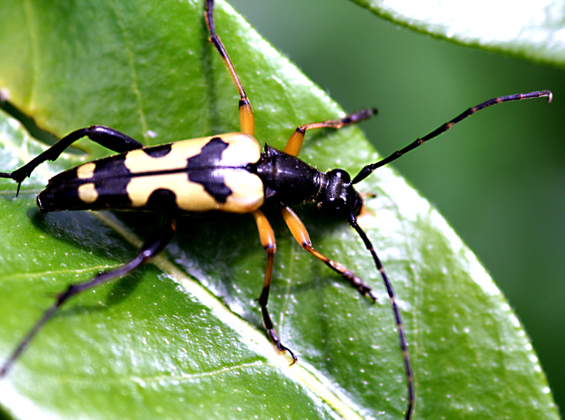 Fotografie von dereksurf für DesignCrowd (Community Contests) | Design #8968569