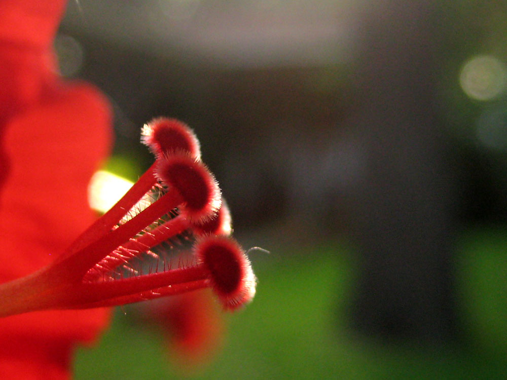 Fotografía por hollistereagle8 para DesignCrowd (Community Contests) | Diseño #8969360