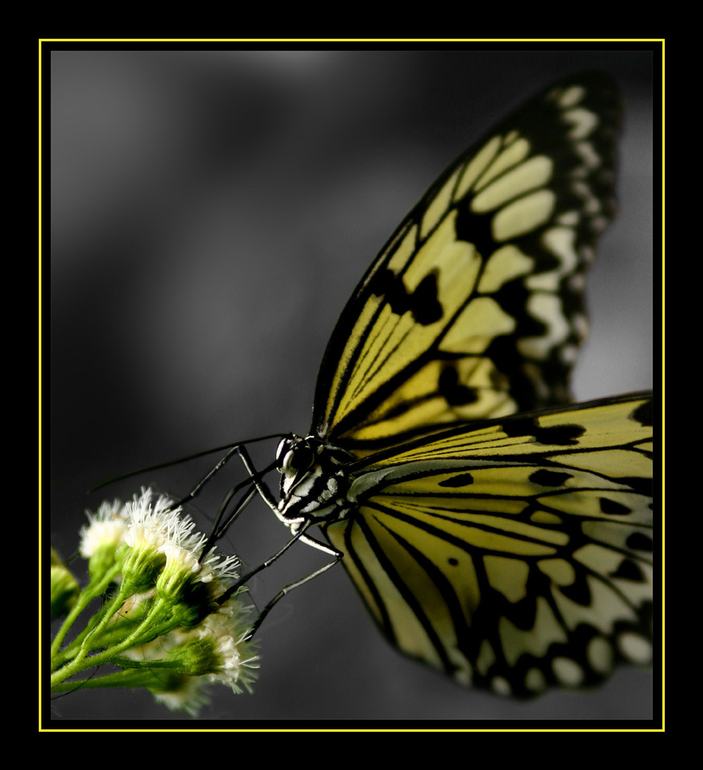 Fotografie von sodigece für DesignCrowd (Community Contests) | Design #8968859