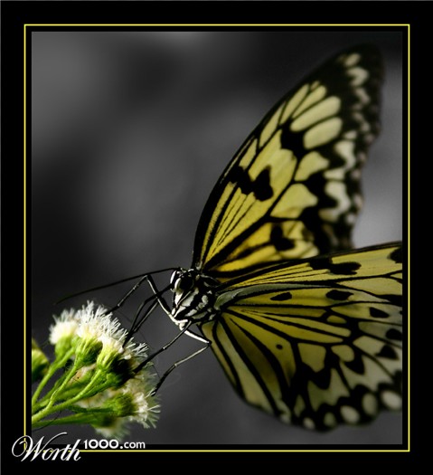 Photography by sodigece