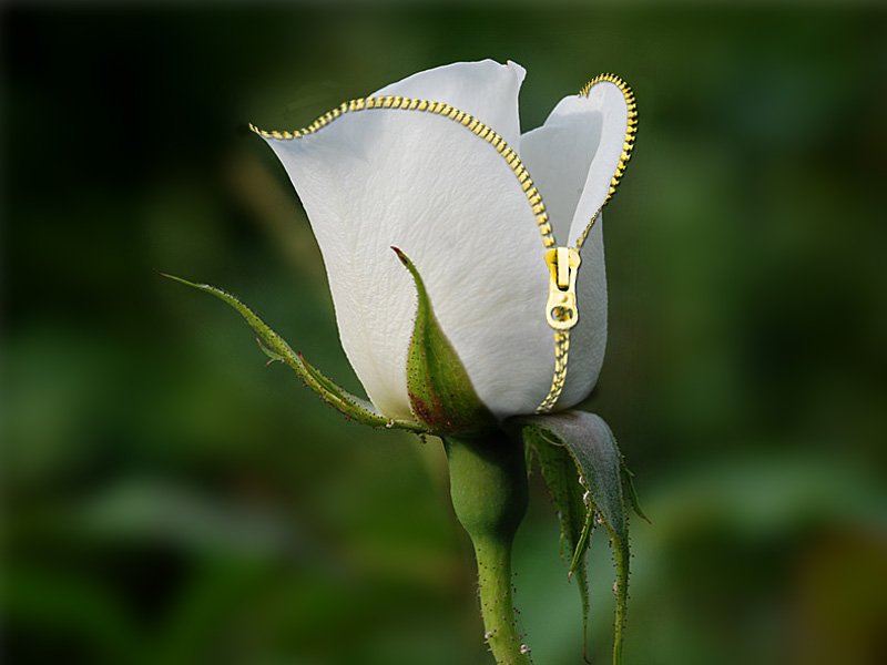 Design Photoshop par colleague pour DesignCrowd (Community Contests) | Design #8975154