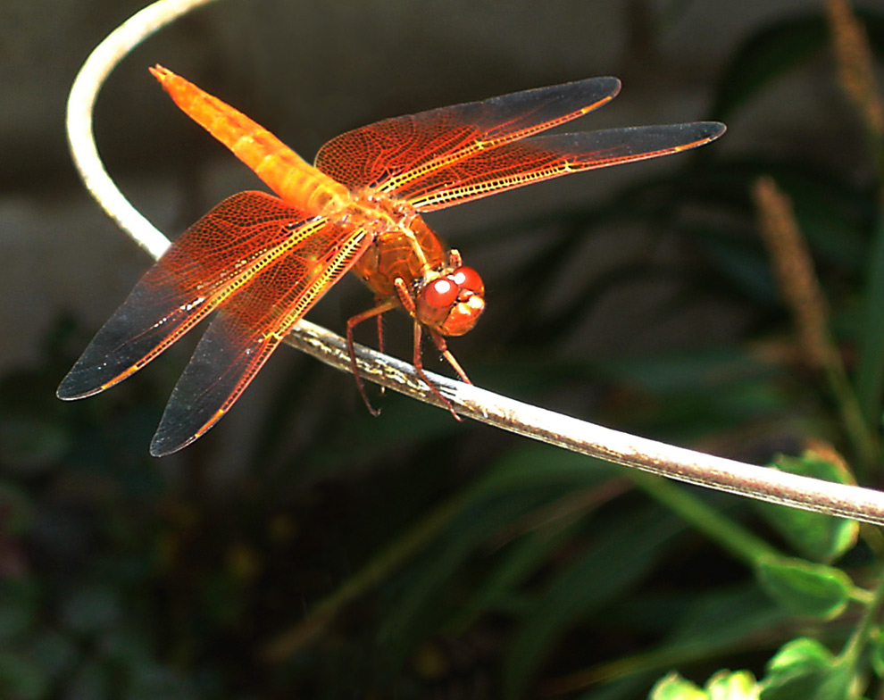 Photographie par jhwdesigns pour DesignCrowd (Community Contests) | Design #8968849