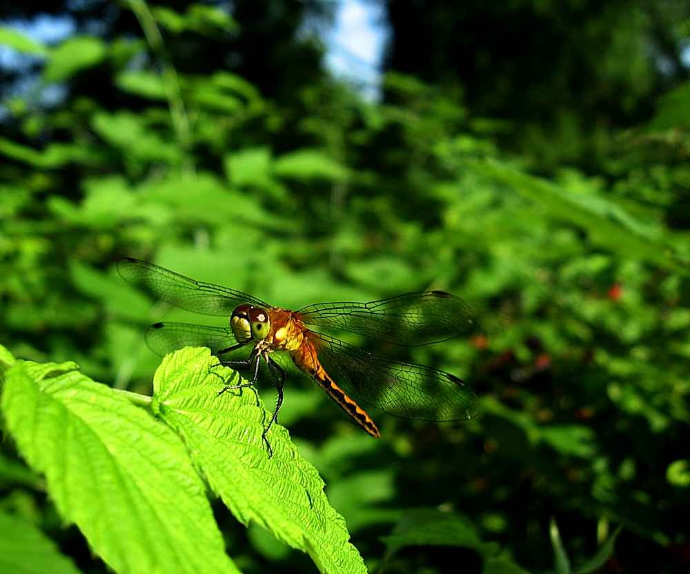 Fotografie von spincast1123 für DesignCrowd (Community Contests) | Design #8968753